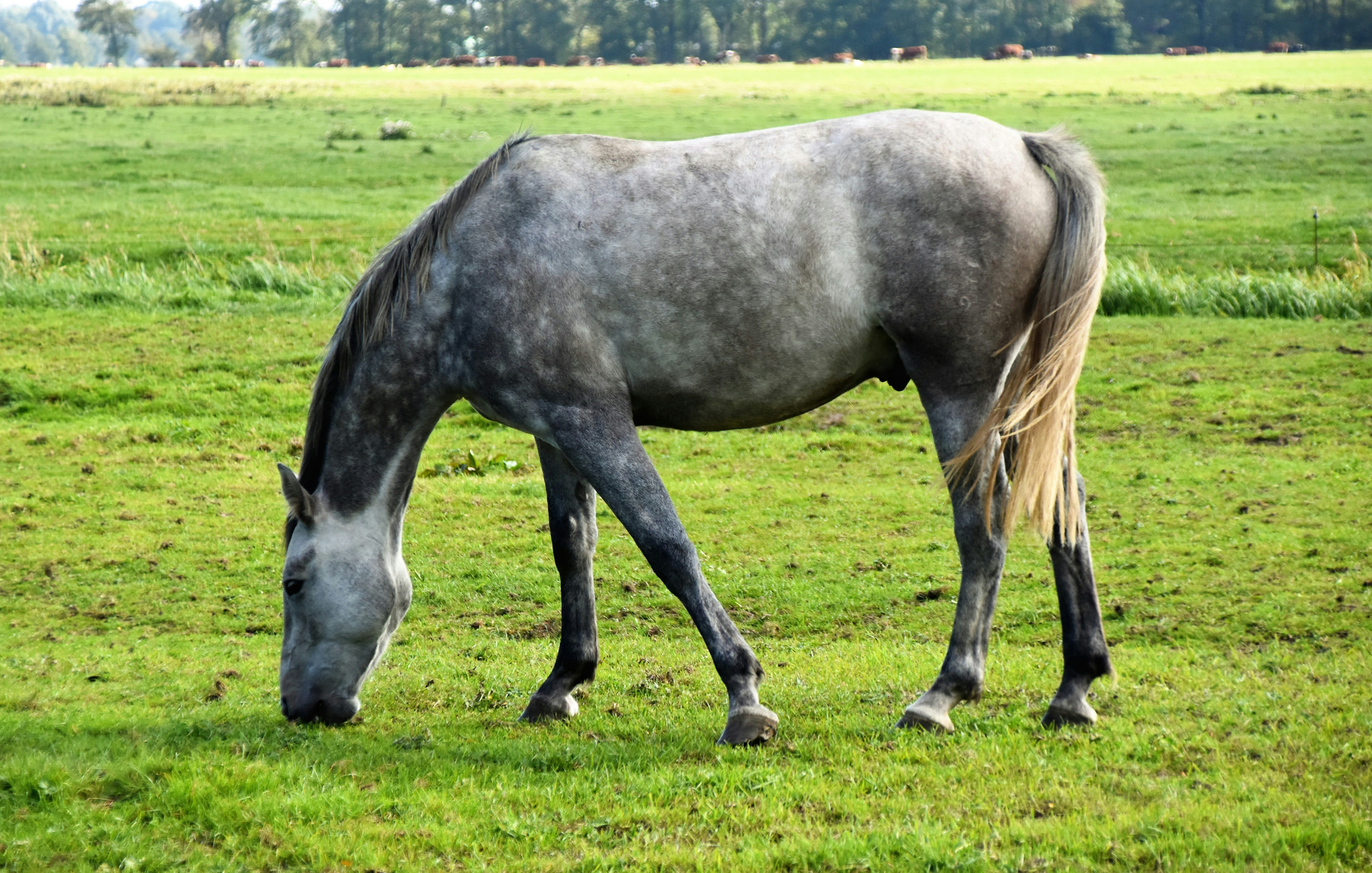 gray horse